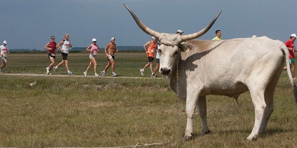hortobagy